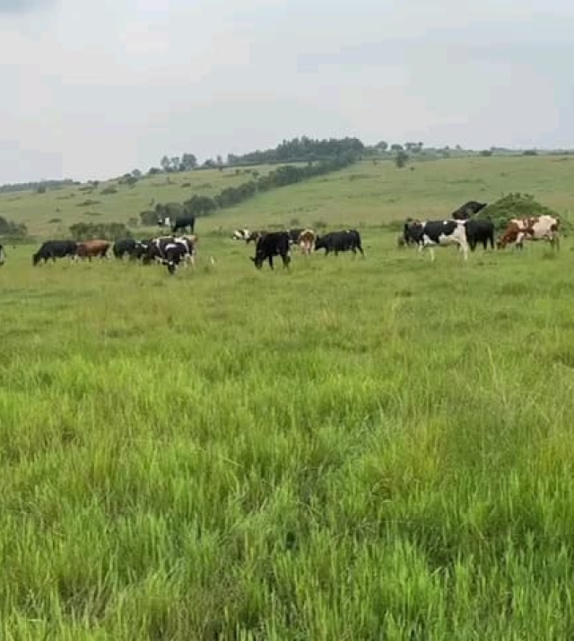 WhatsApp Image 2024-06-25 at 1.32.42 PM 1.jpeg